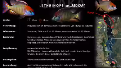 Artentafel - Lethrinops sp. ´red cap´