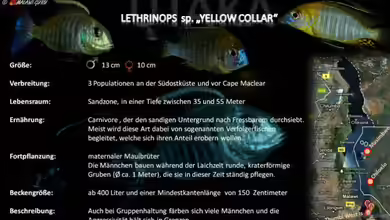 Artentafel - Lethrinops sp. ´yellow collar´