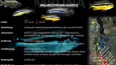 Artentafel - Melanochromis auratus