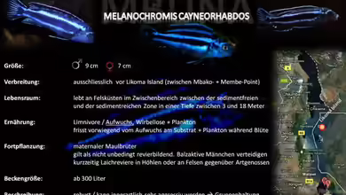 Artentafel - Melanochromis cyaneorhabdos (= M. sp. ´maingano´)