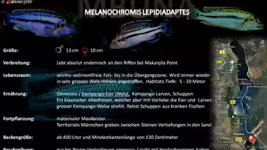 Artentafel - Melanochromis lepidiadaptes