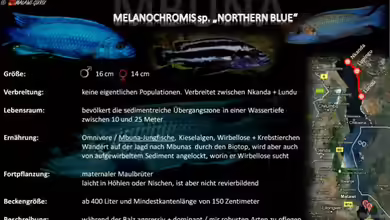 Artentafel - Melanochromis sp. ´northern blue´