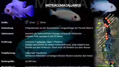 Artentafel - Metriaclima callainos