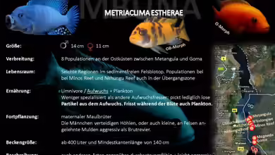 Artentafel - Metriaclima estherae