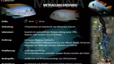 Artentafel - Metriaclima greshakei
