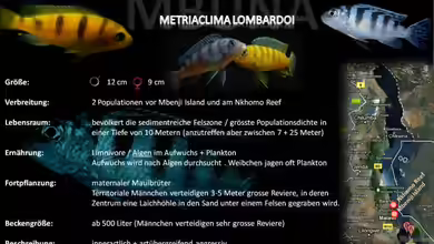 Artentafel - Metriaclima lombardoi