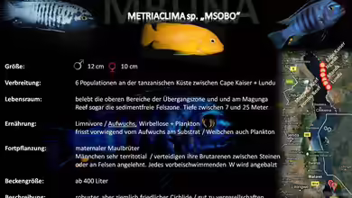 Artentafel - Metriaclima sp. ´msobo´