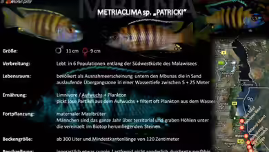 Artentafel - Metriaclima sp. ´patricki´