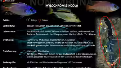 Artentafel - Mylochromis incola
