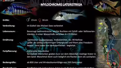Artentafel - Mylochromis lateristriga