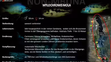 Artentafel - Mylochromis mola