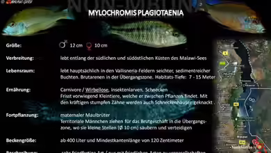 Artentafel - Mylochromis plagiotaenia
