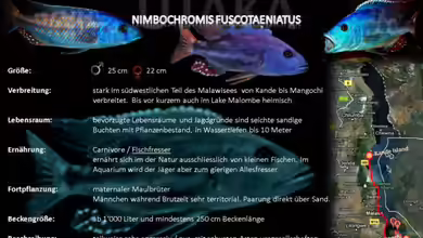 Artentafel - Nimbochromis fuscotaeniatus