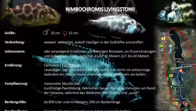 Artentafel - Nimbochromis livingstonii