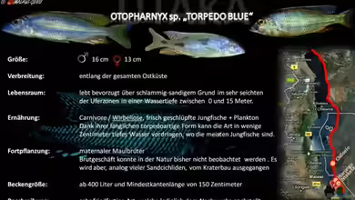 Artentafel - Otopharnyx sp. ´torpedo blue´