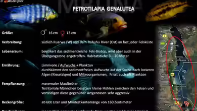 Artentafel - Petrotilapia genalutea
