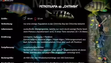 Artentafel - Petrotilapia sp. ´chitimba´