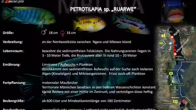 Artentafel - Petrotilapia sp. ´ruarwe´