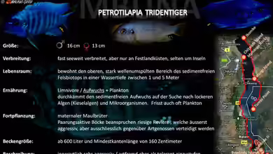Artentafel - Petrotilapia tridentiger