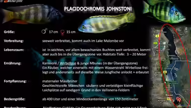 Artentafel - Placidochromis johnstoni