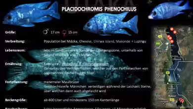 Artentafel - Placidochromis phenochilus