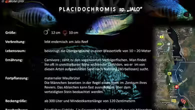 Artentafel - Placidochromis sp. ´jalo´