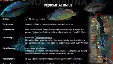 Artentafel - Protomelas similis