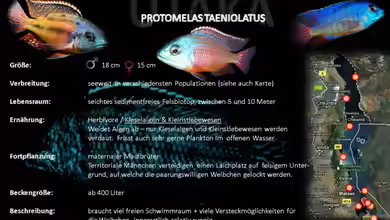 Artentafel - Protomelas taeniolatus