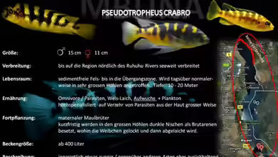 Artentafel - Pseudotropheus crabro