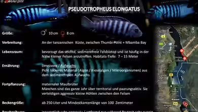 Artentafel - Pseudotropheus elongatus