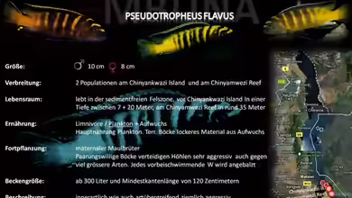 Artentafel - Pseudotropheus flavus