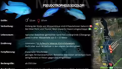 Artentafel - Pseudotropheus socolofi