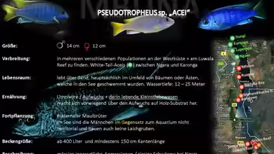 Artentafel - Pseudotropheus sp. ´acei´