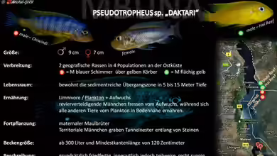 Artentafel - Pseudotropheus sp. ´daktari´