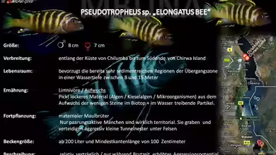 Artentafel - Pseudotropheus sp. ´elongatus bee´