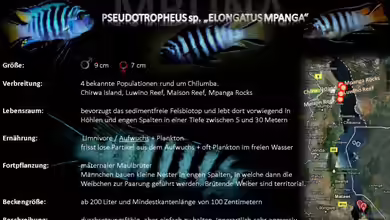 Artentafel - Pseudotropheus sp. ´elongatus mpanga´