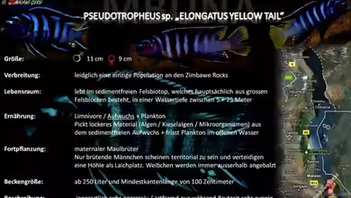 Artentafel - Pseudotropheus sp. ´elongatus yellow tail´