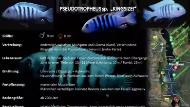 Artentafel - Pseudotropheus sp. ´kingsizei´