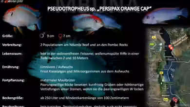 Artentafel - Pseudotropheus sp. ´persipax orange cap´