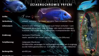 Artentafel - Sciaenochromis fryeri
