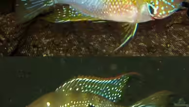 Artentafel - Thorichthys  ellioti