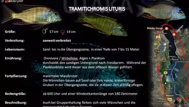 Artentafel - Tramitichromis lituris