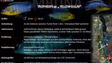 Artentafel - Tropheops sp. ´yellow gular´