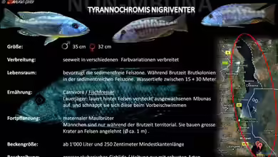 Artentafel - Tyrannochromis nigriventer
