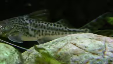 Artentafel: Pimelodus Pictus