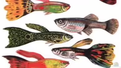 Artentafel- Poecilia Reticulata