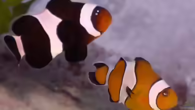 Artentafel Falscher Clownfisch (Amphiprion ocellaris)