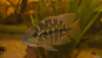 Artentafel ´Grüner´ Papageibuntbarsch (Hoplarchus psittacus)