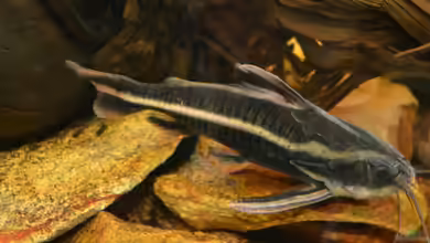Artentafel Liniendornwels (Platydoras costatus)