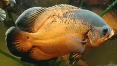 Artentafel Pfauenaugenbuntbarsch (Astronotus ocellatus)